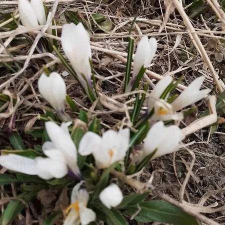 Galanthus