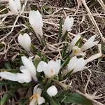 Galanthus