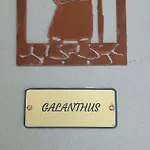 Appartement Galanthus *